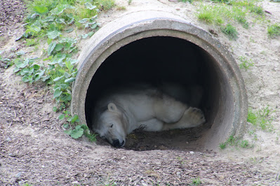 Slapende ijsbeer in betonnen buis in Wildlands Emmen