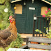 Cities That Allow Backyard Chickens in Missouri