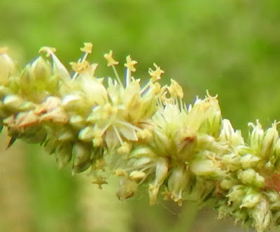 刺莧的雄花