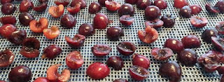 Dehydrating Ranier cherries, using dried cherries in recipes, how to dehydrate cherries, Northwest cherry growers, Canbassador program