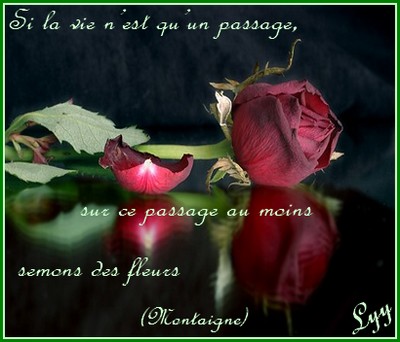 Citations Option Bonheur Citation Sur La Vie Avec Rose Fanee