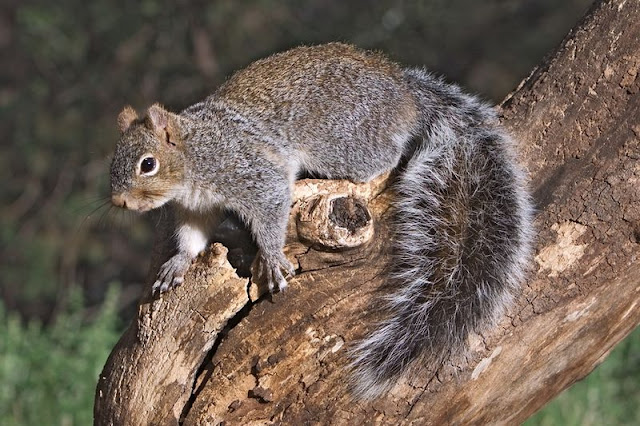 Sciurus،Tree squirrels,سنجابيات,سنجب,سمۆرە،کشتوکاڵ،دەوەن،دەوەن سەردار.ناجح گوڵپی