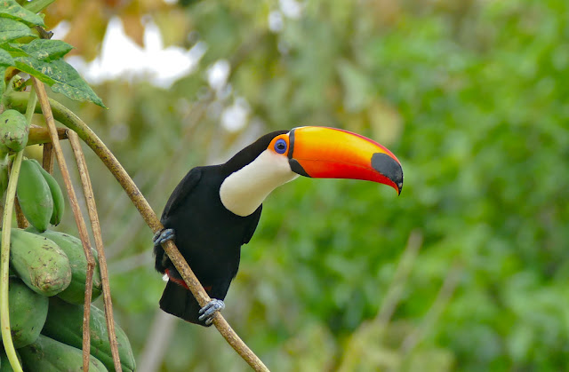 The Fruit-Eating Giants of the Rainforest: The Toucan's Feeding Habits