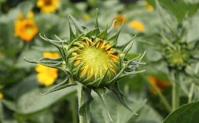 Sunflower Pictures