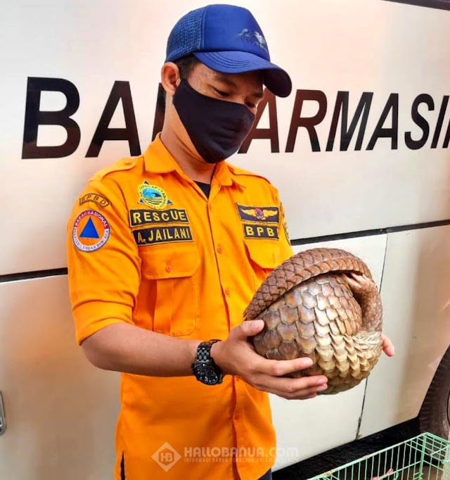 Trenggiling Masuk ke Pemukiman, Kagetkan Warga di Alalak Barito Kuala