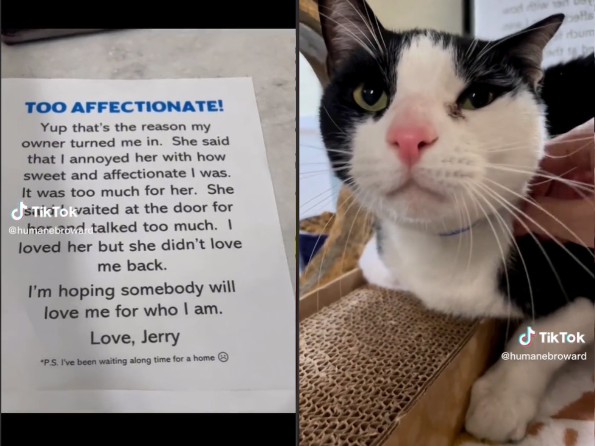 Florida Cat Surrendered By Owner For Being ‘Too Affectionate’