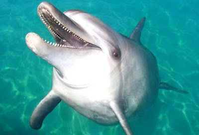 delfinjugueton