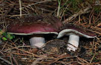 La carbonera (Russula cyanoxantha)