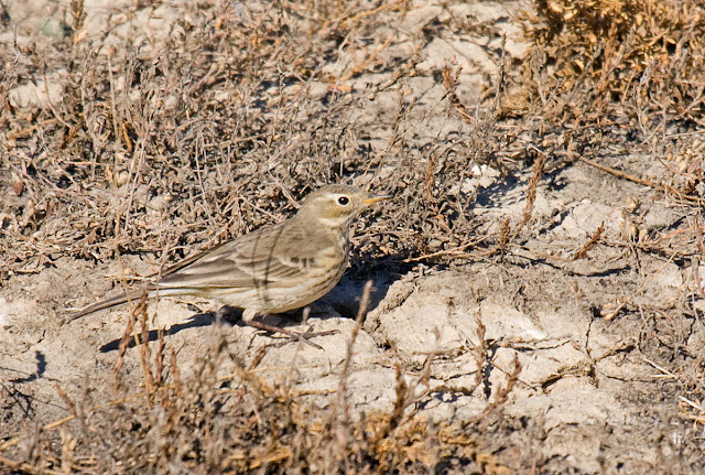 American Pipit