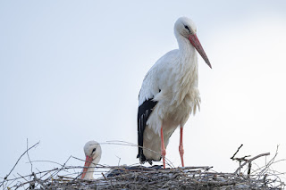 Wildlifefotografie Weißstorch Weserbergland Olaf Kerber