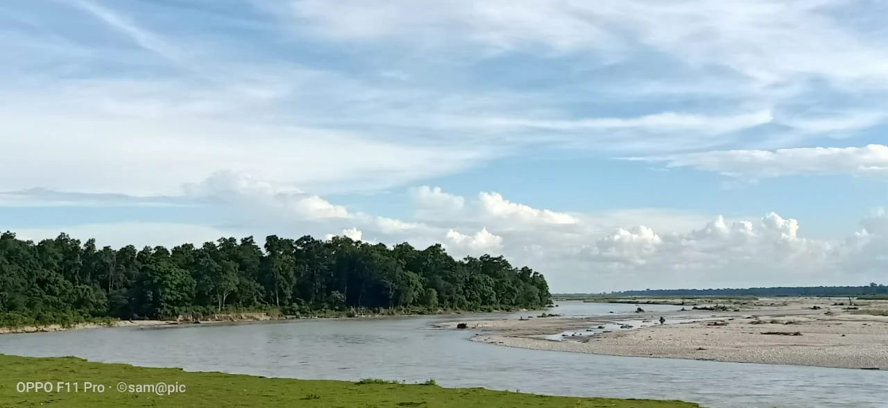 চিলাপাতা