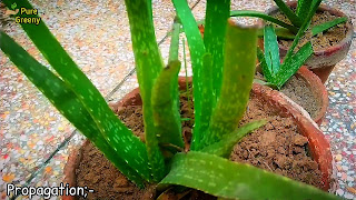 Aloe-vera-plant-care-fertilizer