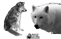 wolf brush photoshop download