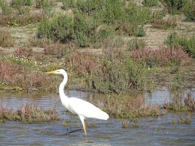 Garza blanca 