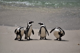 Group of penguins at the beach