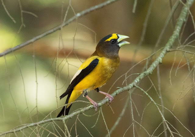 Evening Grosbeak - Hartwick Pines, Michigan, USA