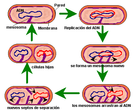 Resultado de imagen para fision binaria