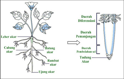  Akar dapat diamati dengan mata telanjang Morfologi Akar Tumbuhan, Contoh, Gambar, dan Penjelasannya