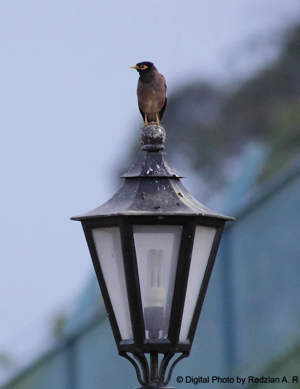 Common Myna at lamp post