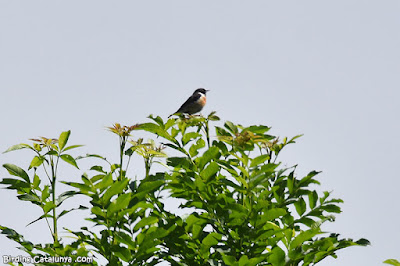 Bitxac comú (Saxicola rubicola)