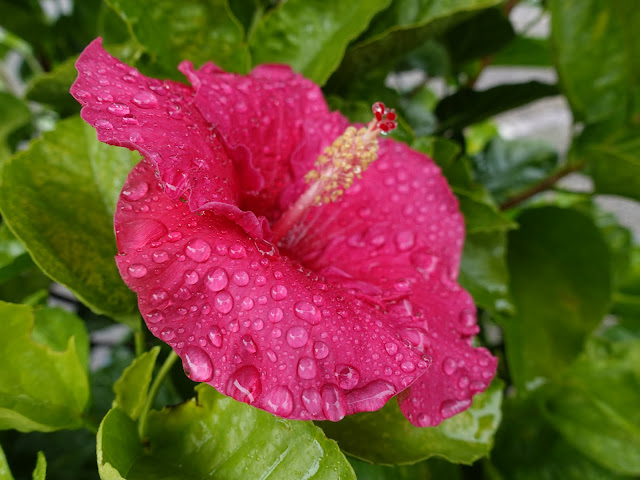 とっとり花回廊のハイビスカス