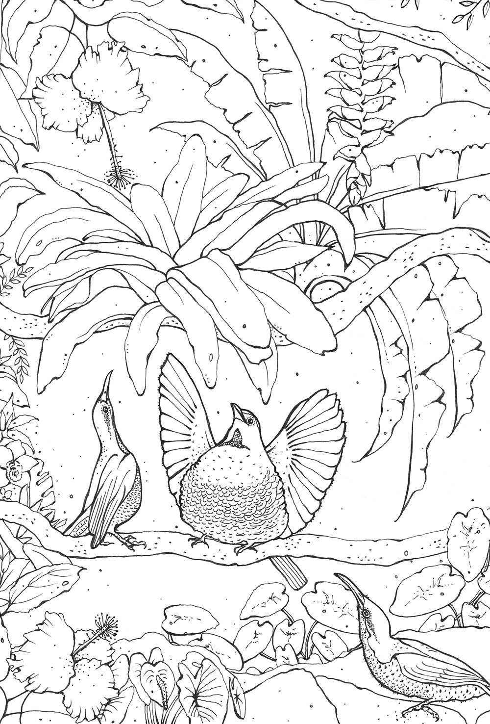 Kerry Lemon: 'Birds of Paradise' colouring book