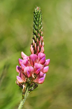 http://fr.wikipedia.org/wiki/Sainfoin