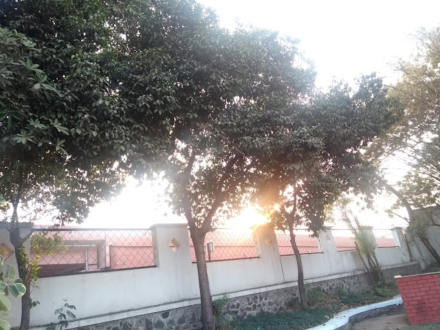 Fragrant flowers, Bakul, AUrangabad