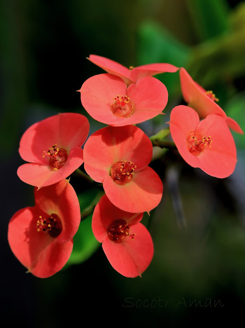 Euphorbia milii