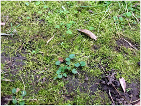 Suelo cubierto de musgo y otras plantas - Chacra Educativa Santa Lucía
