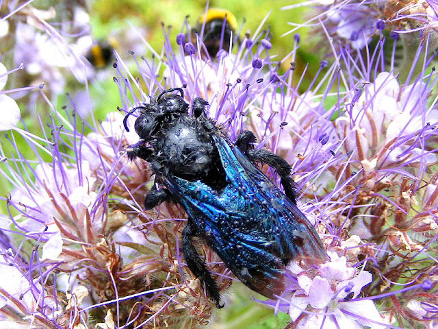 Carpenter Bee Xylocopa sp, Loir et Cher, France. Photo by Loire Valley Time Travel.