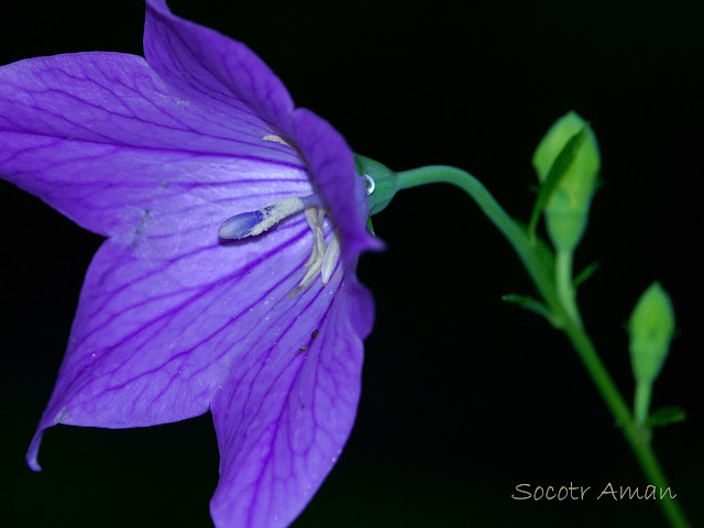 Platycodon grandiflorus