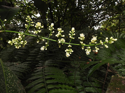 山香圓的花序