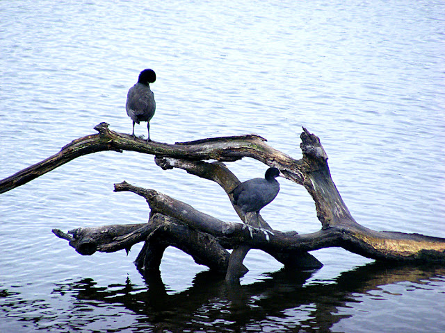 Coots, Indre, France. Photo by Loire Valley Time Travel.