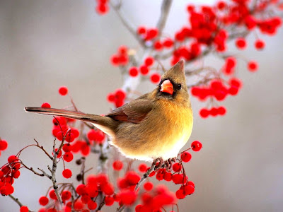 awesome birds-wallpapers collction
