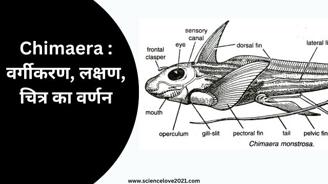 Chimaera: वर्गीकरण, लक्षण, चित्र का वर्णन|in hindi
