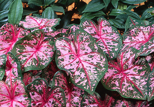 tanaman hias keladi Caladium Carolyn Whorton