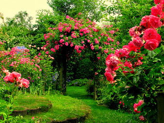 #1 Nice Flowers Garden Wallpapers