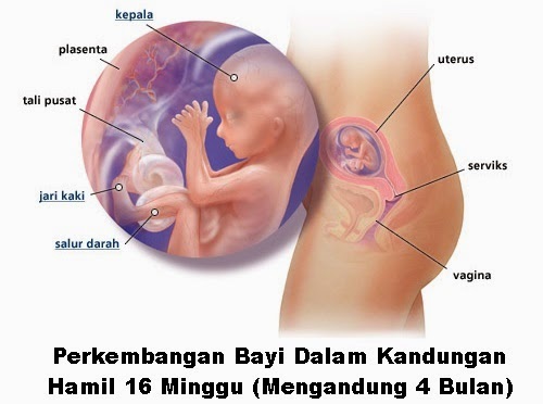 Perkembangan bayi dalam kandungan hamil 16 minggu, perkembangan fetus bayi ibu hamil 16 minggu, hamil minggu keenam belas mengandung, hamil mengandung 4 bulan trimester kedua, tanda hamil usia 16 minggu, kondisi keadaan ibu hamil umur kandungan minggu ke 16 trimester 2, bila tarikh mengandung, gambar bayi fetus 16 minggu, vitamin ibu hamil 4 pil hematinik, asid folik, vitamin B kompleks, vitamin C, pil zat besi (ferrous fumarate)