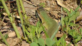 Lacerta viridis meridionalis female DSC51943