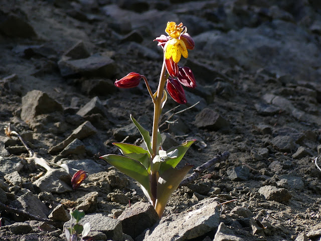 such a lovely flower