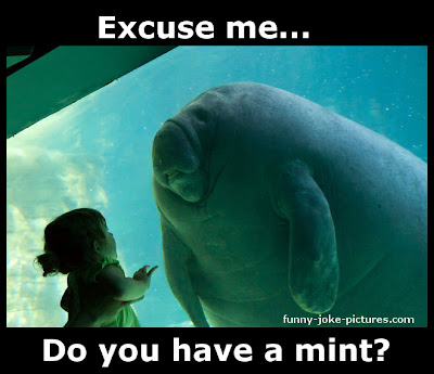 Aquarium Manatee Meets Little Girl ~ Funny Joke Pictures