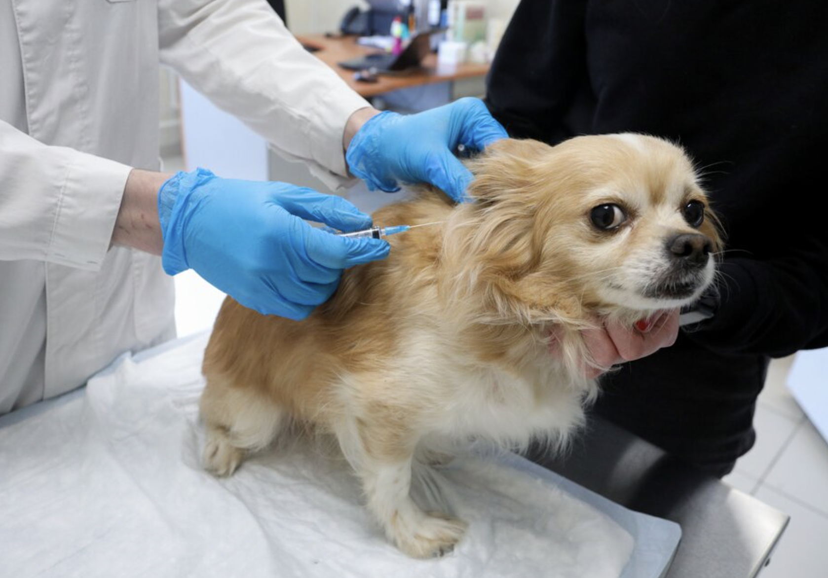 dog  vaccination