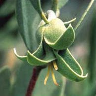 Otro aceite mágico: Jojoba.