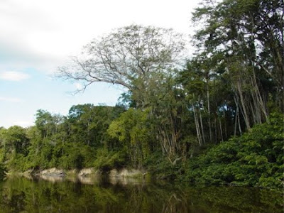 Floresta Nacional de Saracá-Taquera 