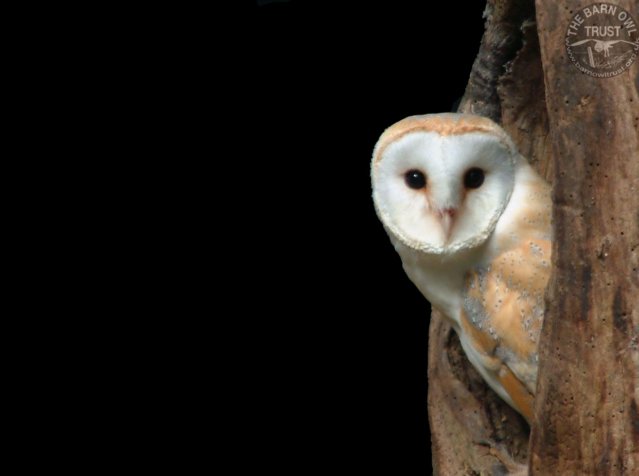 barn_owl_wallpaper.jpg