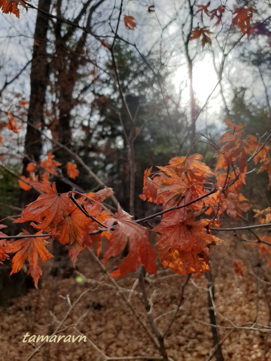 Клён ложнозибольдов (Acer pseudosieboldianum)