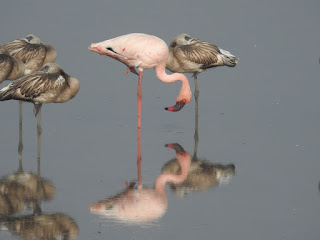 Flamingo Bird – Best Places to see in India | Flamingo Migration Route