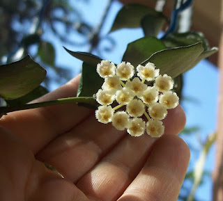 hoya-krohniana-eskimo-cicegi