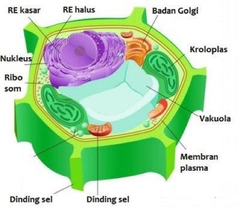 Bagian-bagian sel tumbuhan